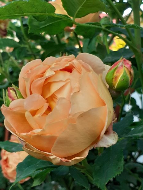  - Lady of Shalott 2020