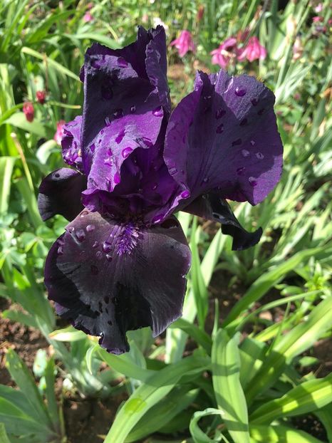 IMG-20200525-WA0003 - Irisi A