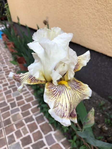 IMG-20200528-WA0006 - Irisi A