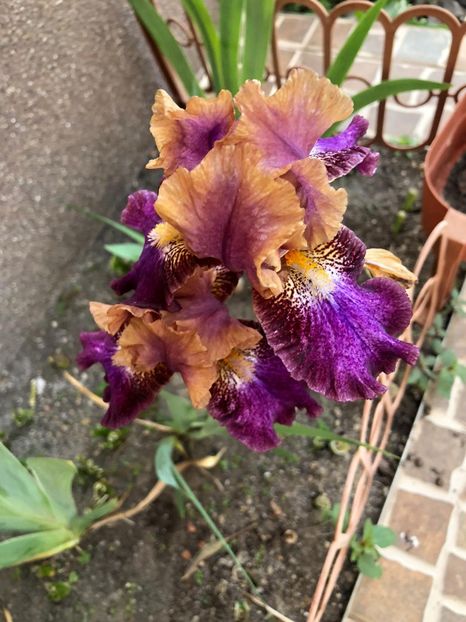 IMG-20200514-WA0002 - Irisi A