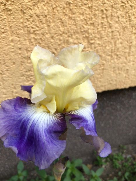 IMG-20200531-WA0010 - Irisi A