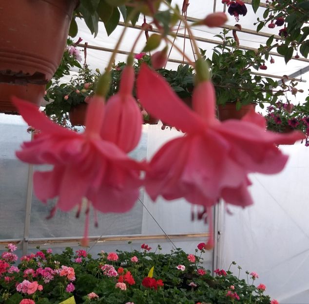  - 0 Fuchsia - cecelus 2020