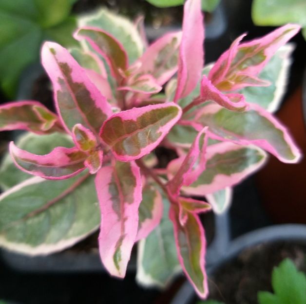  - 0 Fuchsia - cecelus 2020