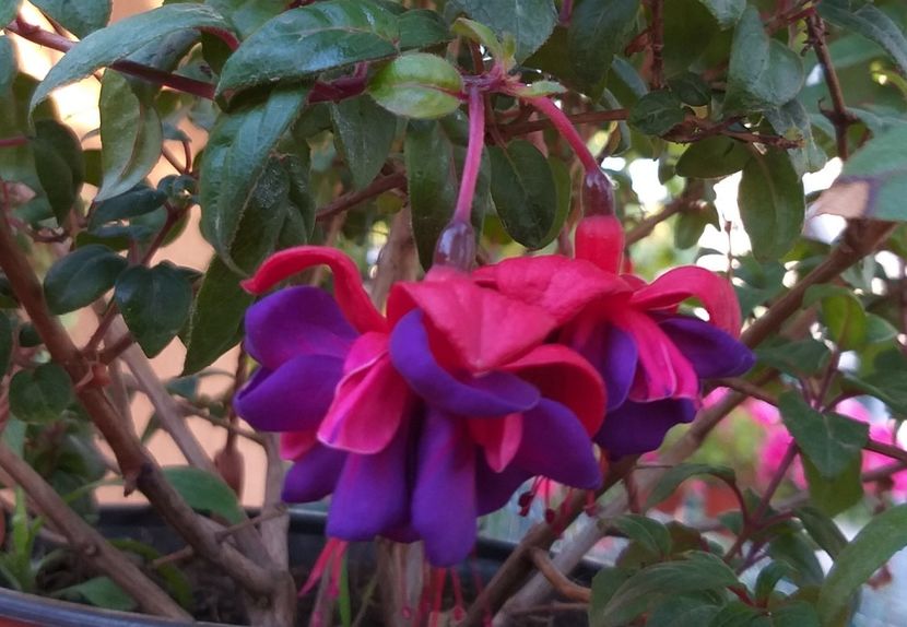  - 0 Fuchsia - cecelus 2020