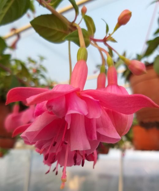  - 0 Fuchsia - cecelus 2020