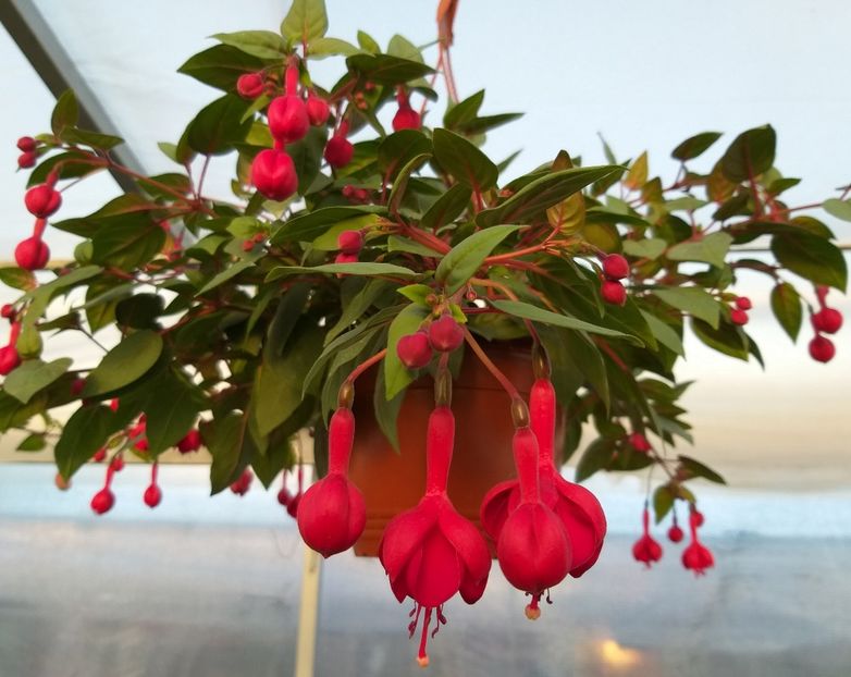 Marinka - 0 Fuchsia - cecelus 2020