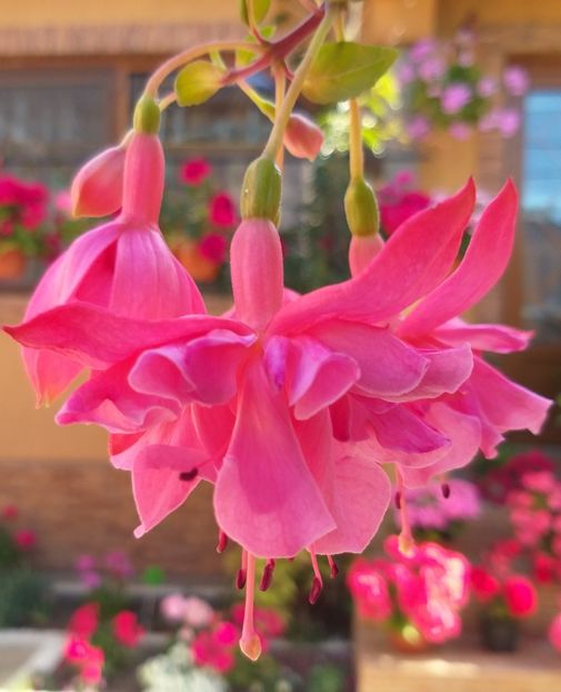  - 0 Fuchsia - cecelus 2020