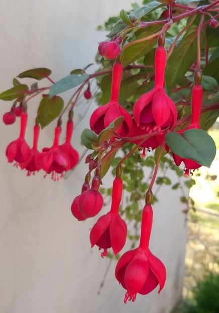  - 0 Fuchsia - cecelus 2020