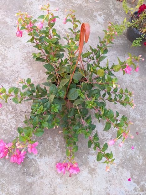  - 0 Fuchsia - cecelus 2020