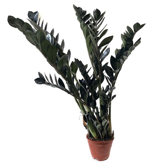zamioculcas-raven-negru - 003-1 Alte plante verzi