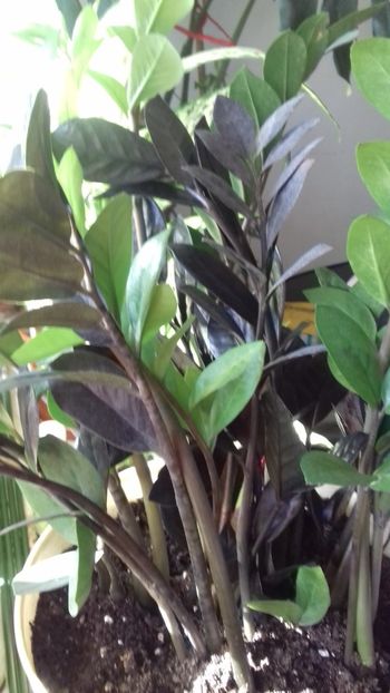 Zamioculcas verde si  negru(-raven-) - 003-1 Alte plante verzi