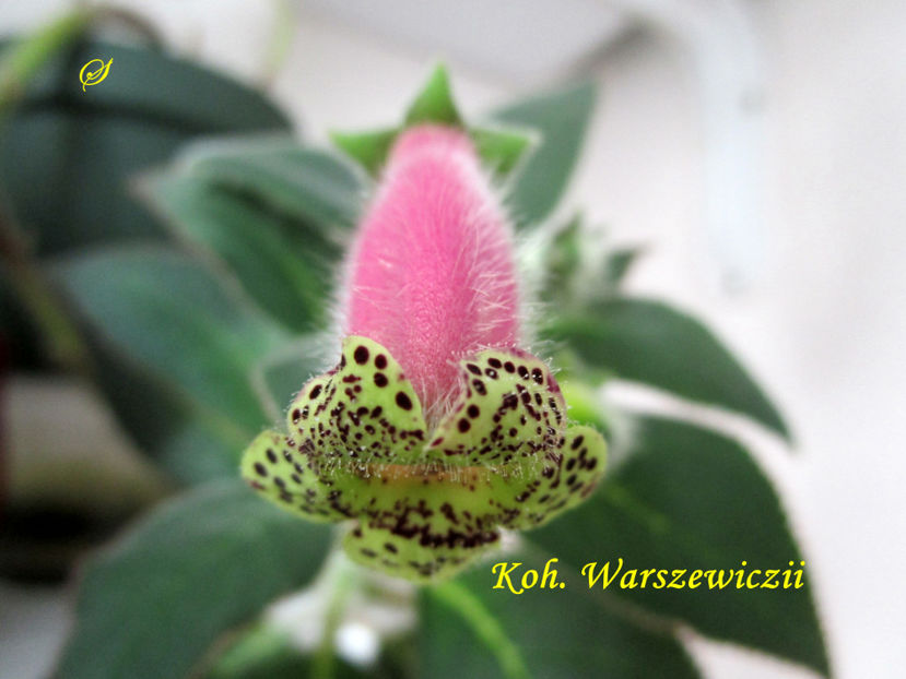 Kohleria Warszewiczii1(6-06-2020) - Kohlerii 2020