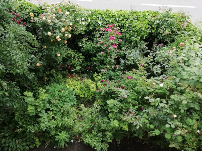 06.06.2020 - Grădina 2020 continuare 1