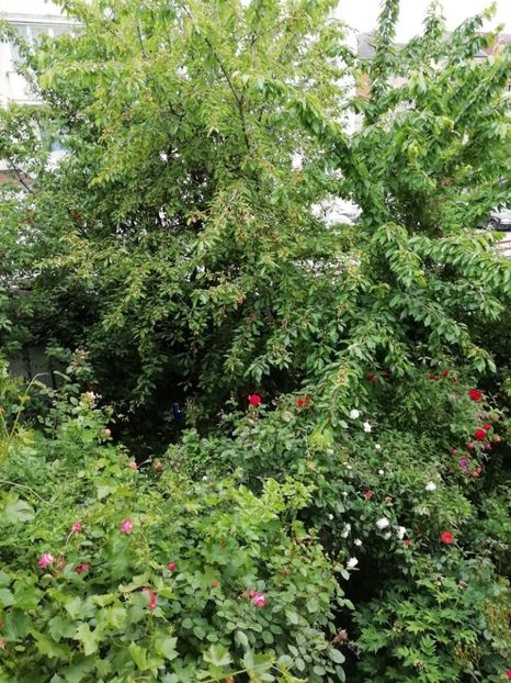  - Grădina 2020 continuare 1