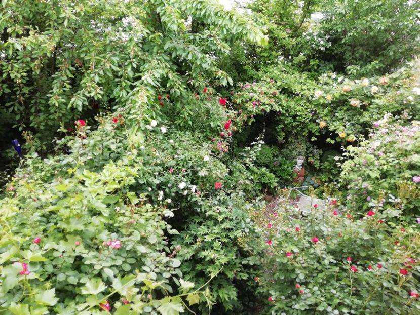  - Grădina 2020 continuare 1