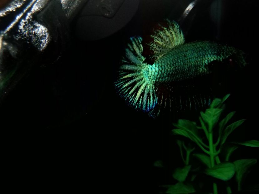  - Betta Splendens