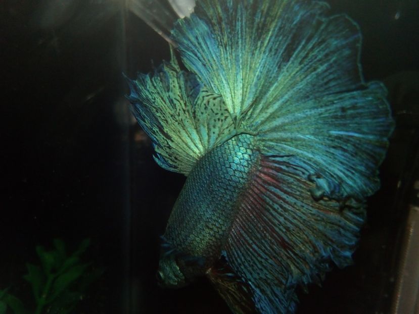  - Betta Splendens