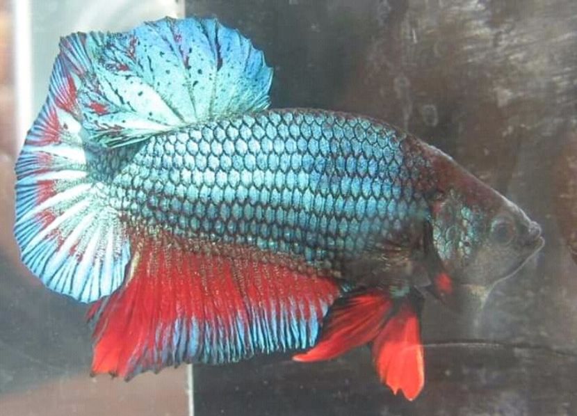  - Betta Splendens