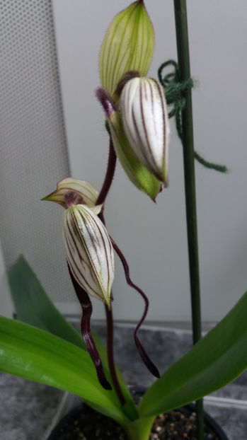 paphiopedilum "philippinense" - Orhidee_5_simpodiale fără pseudobulbi