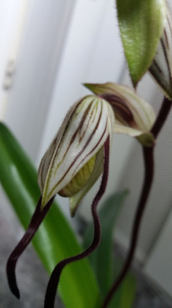 paphiopedilum "philippinense" - Orhidee_5_simpodiale fără pseudobulbi