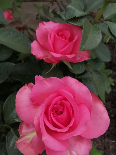  - Trandafiri 2020_2022 2023