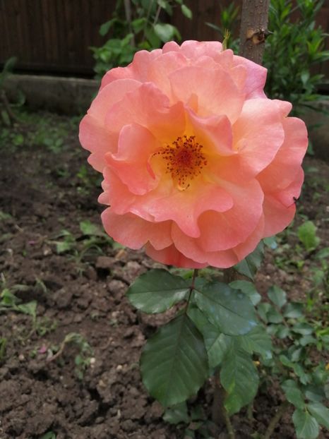  - Trandafiri 2020_2022 2023