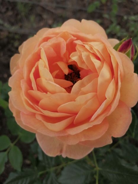  - Trandafiri 2020_2022 2023