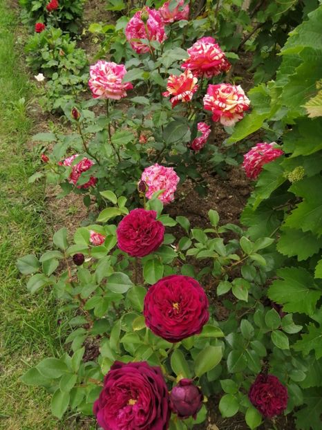  - Trandafiri 2020_2022 2023