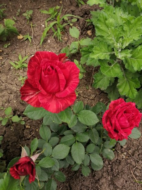  - Trandafiri 2020_2022 2023