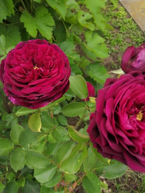  - Trandafiri 2020_2022 2023