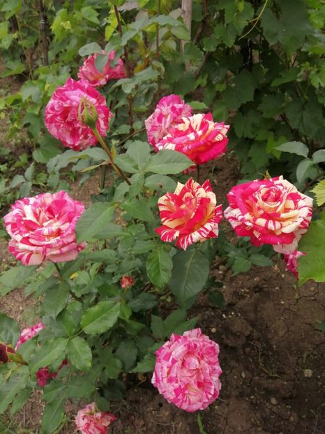  - Trandafiri 2020_2022 2023