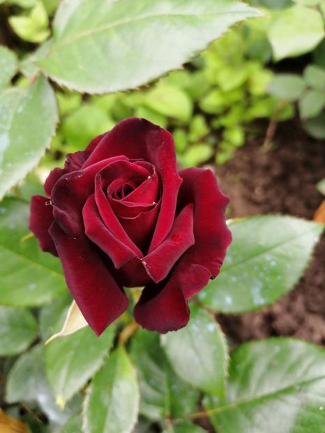  - Trandafiri 2020_2022 2023