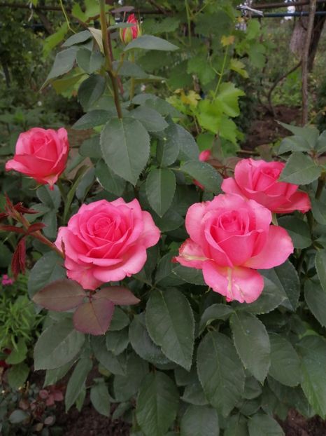  - Trandafiri 2020_2022 2023