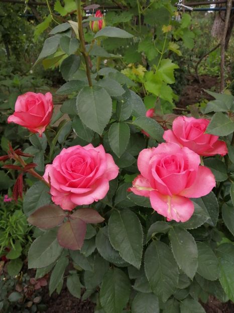  - Trandafiri 2020_2022 2023