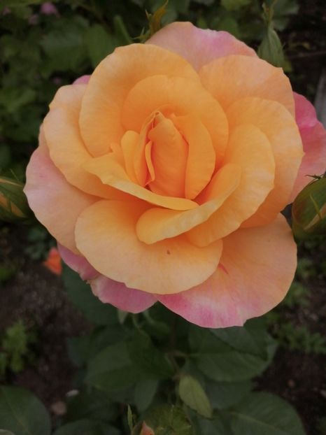  - Trandafiri 2020_2022 2023