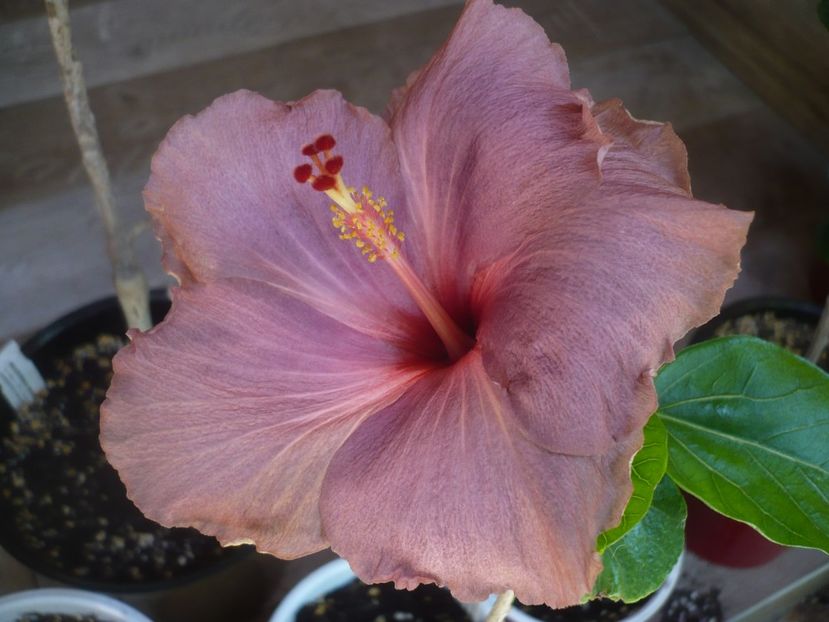 06.06.2020 - HIBISCUSI 2020-1