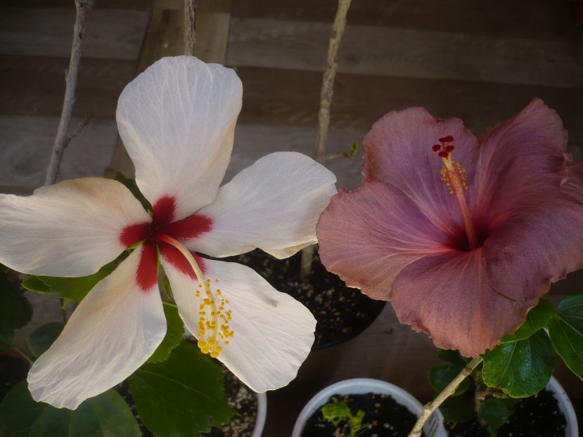 P1440349 - HIBISCUSI 2020-1