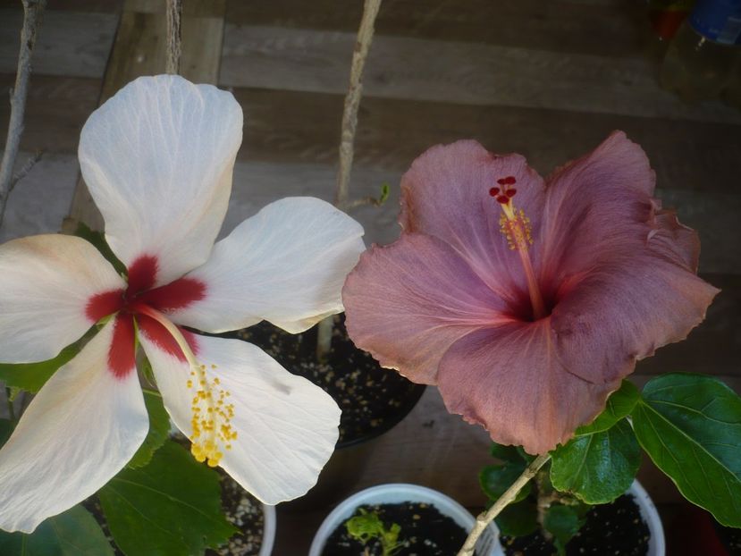 P1440350 - HIBISCUSI 2020-1