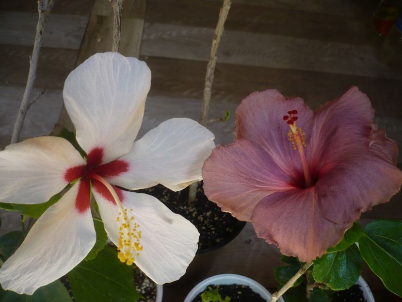 P1440351 - HIBISCUSI 2020-1