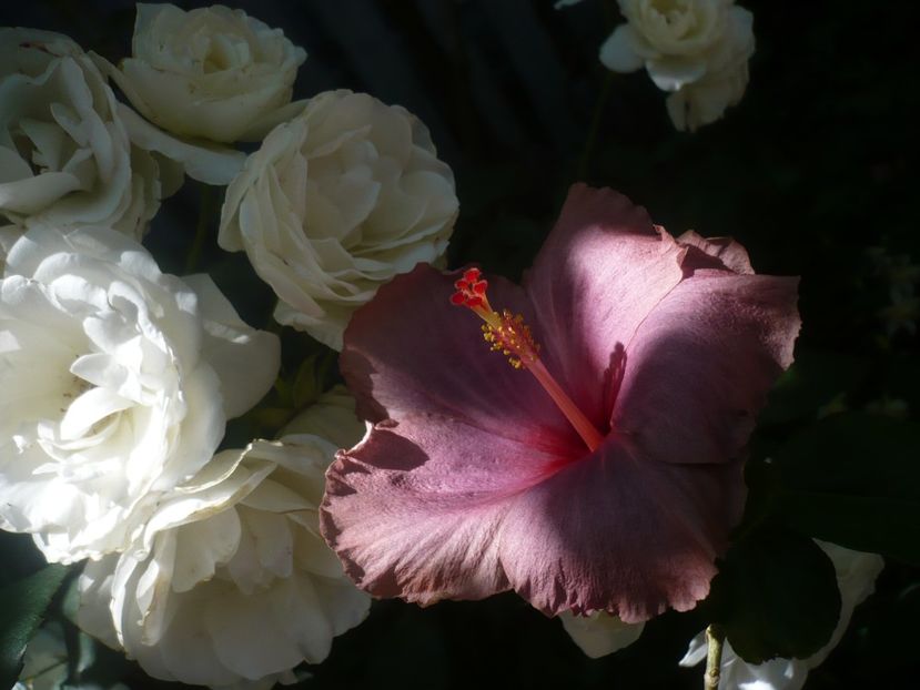 P1440352 - HIBISCUSI 2020-1