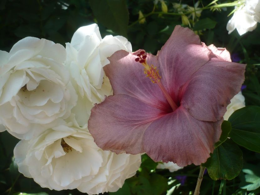 P1440353 - HIBISCUSI 2020-1