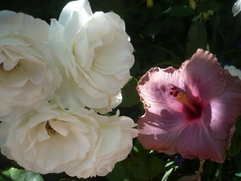 P1440354 - HIBISCUSI 2020-1