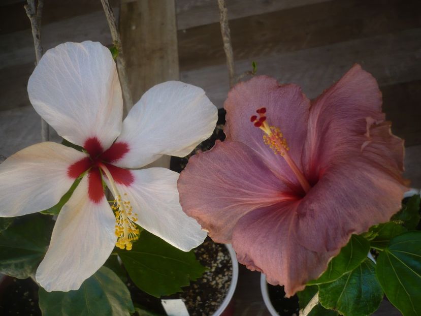 P1440355 - HIBISCUSI 2020-1