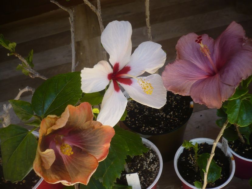 P1440356 - HIBISCUSI 2020-1