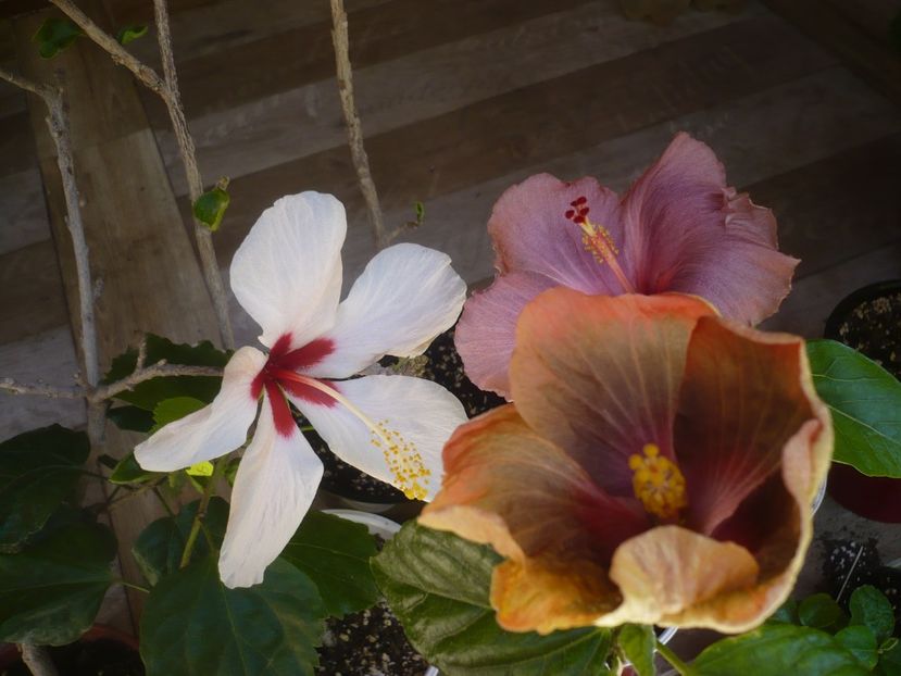 P1440357 - HIBISCUSI 2020-1