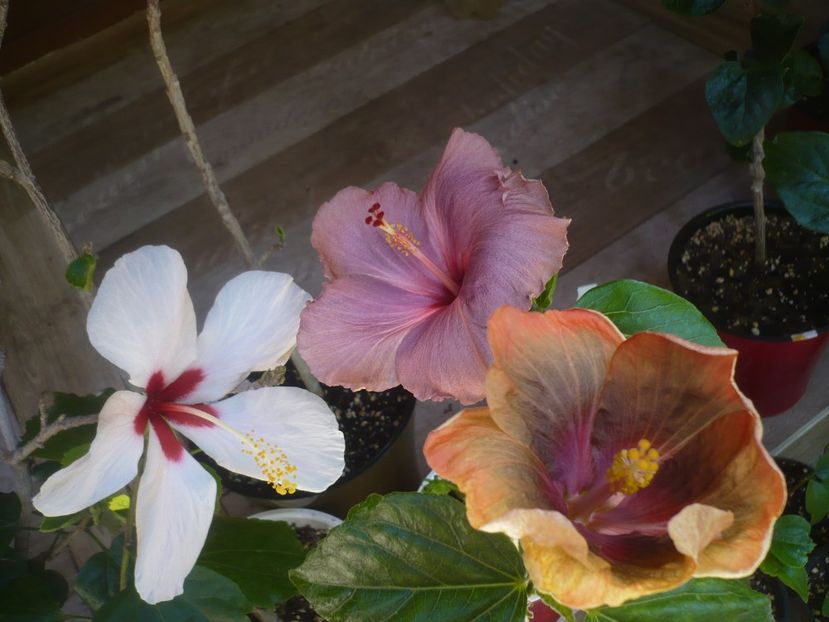 P1440358 - HIBISCUSI 2020-1