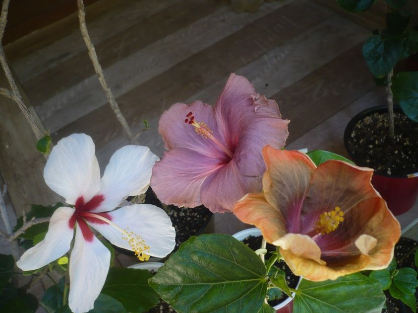 P1440359 - HIBISCUSI 2020-1