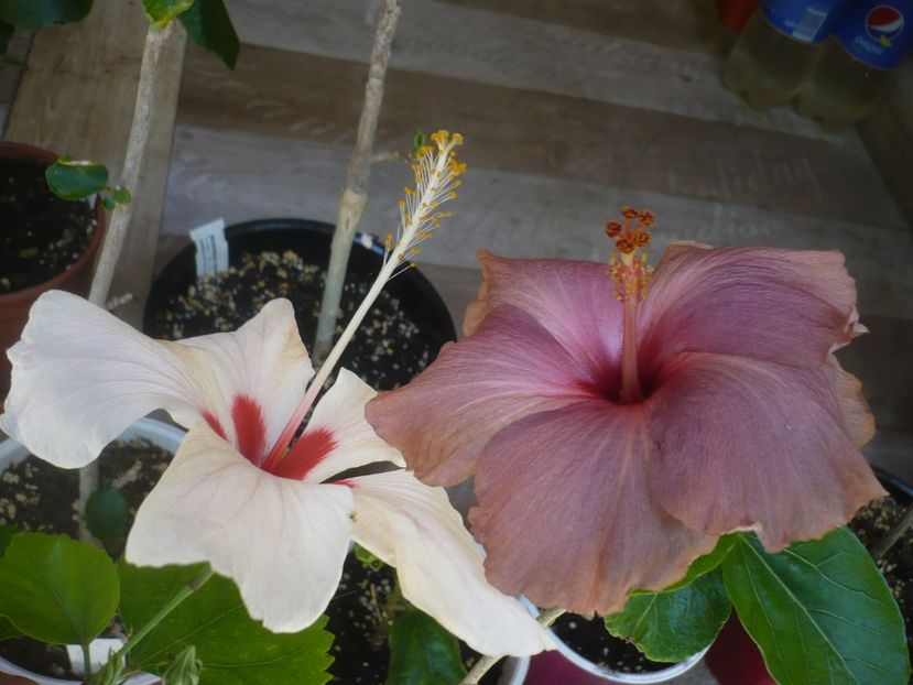 P1440360 - HIBISCUSI 2020-1