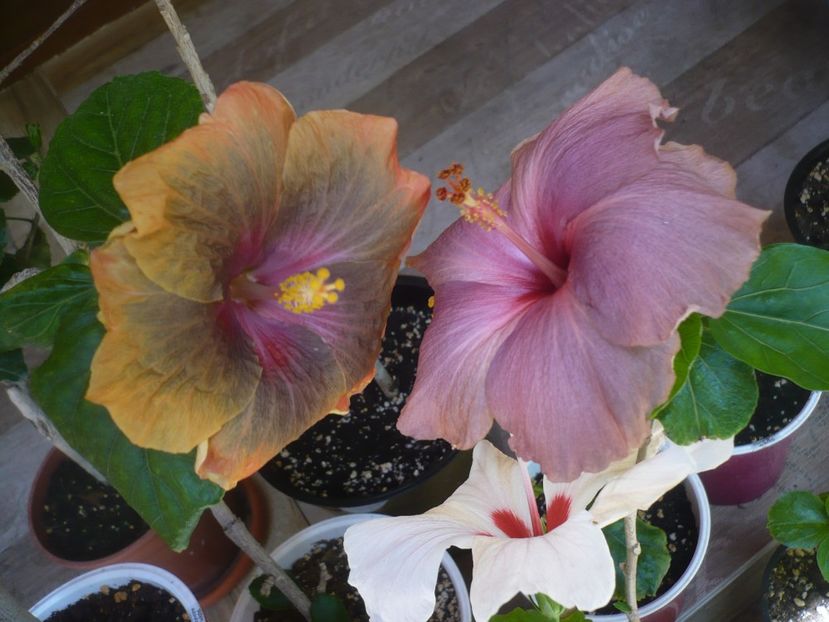 P1440361 - HIBISCUSI 2020-1