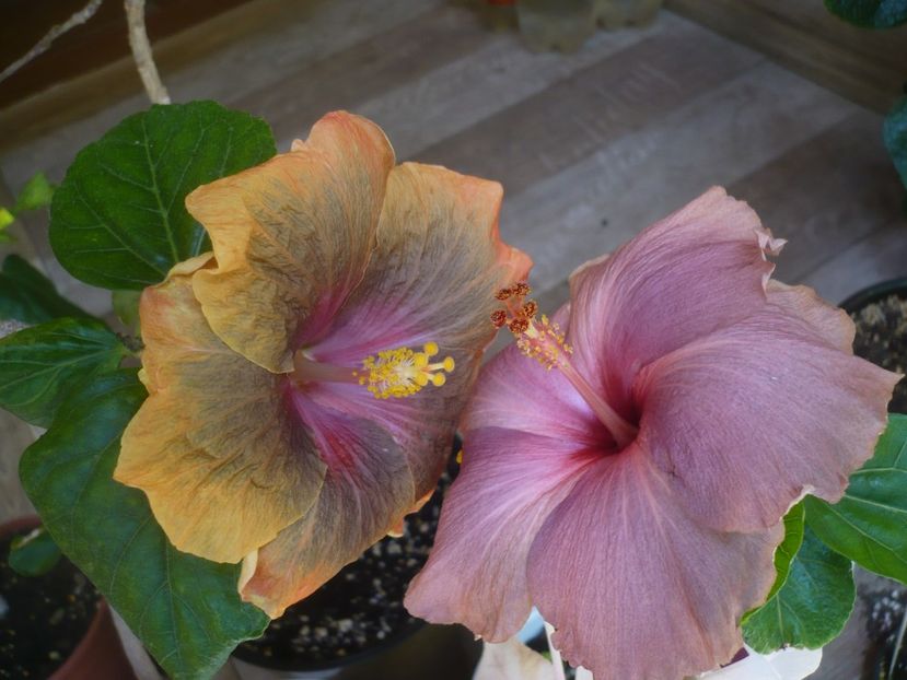 P1440362 - HIBISCUSI 2020-1